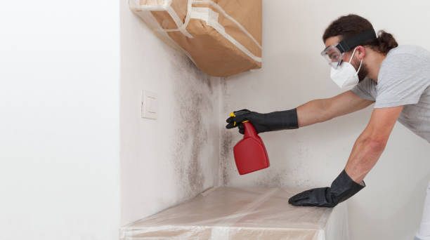 Professional Basement Mold Remediation technician working in Syosset, NY